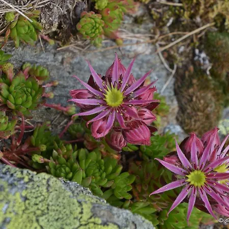 Haus Obermoser Dellach im Drautal