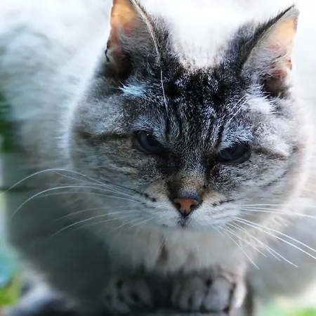 Daire Haus Obermoser