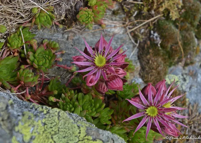 Haus Obermoser Dellach im Drautal
